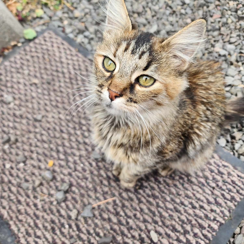 My rescue kitten